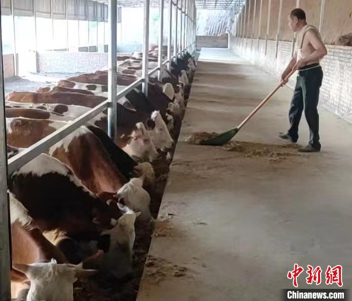 馬騰飛預計，2025年合作社擁有肉牛數(shù)量將達到1000余頭。　馬騰飛 攝