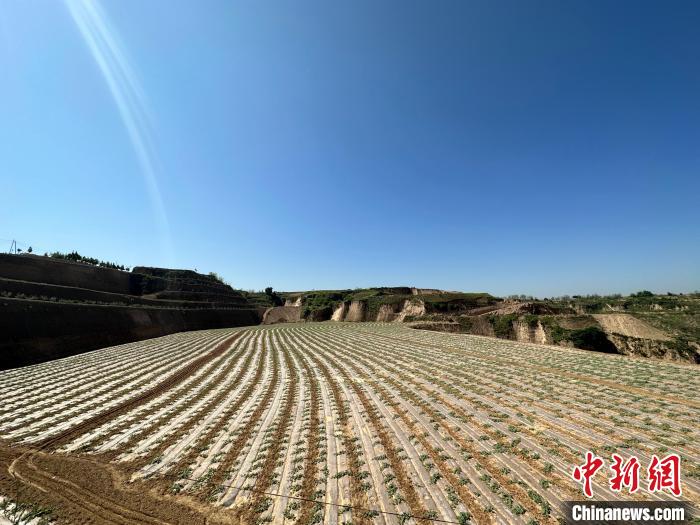 石西素有“西瓜之鄉(xiāng)”之美譽，這里土壤肥沃、晝夜溫差大，孕育出的西瓜脆爽、汁多、超甜?！⑿〖t 攝