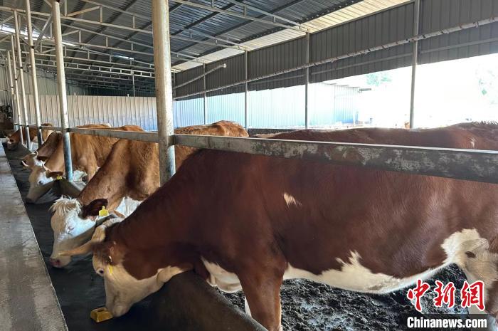 馬騰飛介紹，這種肉牛體格大、生長快、肌肉多、脂肪少，且牛肉口感良好，在市場上頗受歡迎?！⑿〖t 攝